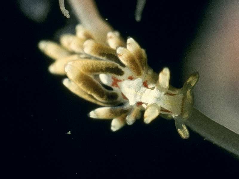 Cuthona genovae